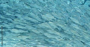 School of striped bass fish swimming in clear blue water slow motion in the Florida Springs