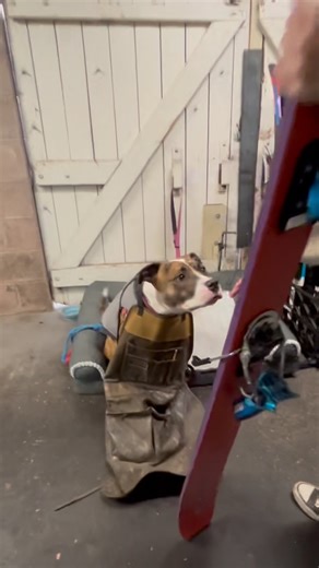 Land Park Ski & Sports on Instagram: "Bring your skis and snowboards in to get professionally tuned by the dogs! #skiing #dogs #shoplocal #snowboard #trending #viral"
