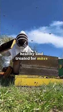What Is a Bee Package? A Beginner’s Guide to Starting Bees from Scratch