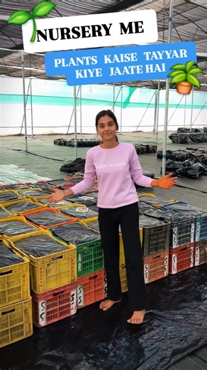 Mahi Pawar | Agriculture & Farming on Instagram: "Nursery Visit 🌱 Follow @indianfarmergirl for more ♥️ #trending #farming #instagood #explorepage #agriculture"