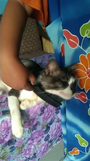 That's not a sacrificial animal, son.#cat #shorts #cute #kucingbelangtiga #trend #kitten