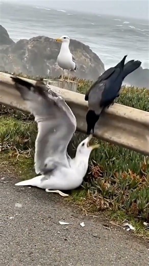 مواجهة شرسة بين الغراب وطائر النورس | صراع ذكي في سماء الطبيعة#crow vs seagull