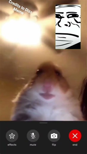 Hamster Video Call #Funny #Meme
