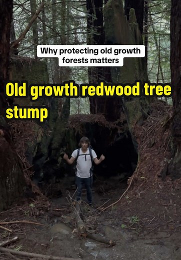 Almost all of the old growth redwood forest has been logged. Only 4% remains in Northern California. Where I am now in Sonoma county only 2% of the old growth redwoods are left standing after colonization. This area was literally called stump town usa. Protecting the mature and old growth forests in North America should be a number 1 priority. Even to this day thousands of acres of old growth are slated to be logged for profit. Today we are hiking in a second growth redwood forest that has been 