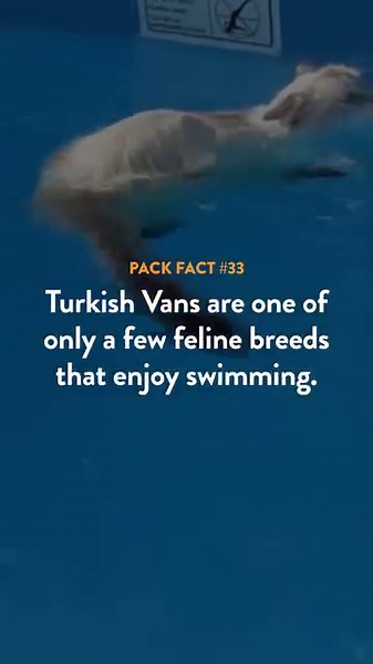 #PackFact: Natives to the Turkish Van’s homeland often refer to them simply as ‘the swimming cats’. 🌊🐈 These unique felines’ love of water should come as no surprise when taking a closer look at their luxurious coat… 🧥😸 Cashmere-like and single-layered, Turkish Van coats aren’t just oh-so-soft, but water-resistant too. What an unbeatable bathing suit combo! 👙😻 #NaturVet #TurkishVan #CatFacts #HowPeopleLoveTheirPets | NaturVet