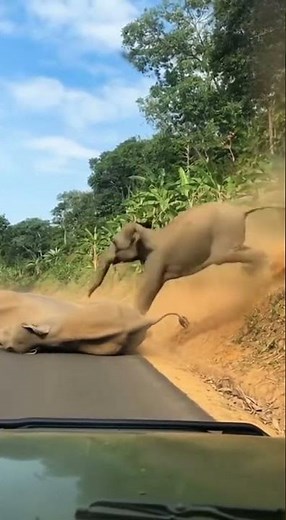 How did the elephant even fall?! 😳🐘#Elephant #WildlifeMoment #TrendingNow #ViralReel #NatureClip