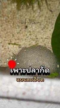 วิธีเพาะปลากัด ครบจบในคลิปเดียว #เพาะปลากัด #ป่าเอเลี่ยน #aingnipaporn