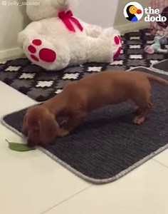 2.1M views · 24K reactions | Puppy vs. THE LEAF  | The Dodo | Facebook
