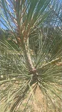 The rarest pine species in the USA Torrey Pines (pinus Torreyana) #torreypines