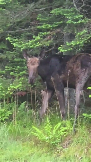 Moose in the Bog; Morning Safari !!!