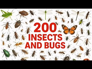 200 Amazing Insects & Bugs for Kids 🐞 | Colorful Hyperrealistic Learning Video |Fun Nature Adventure