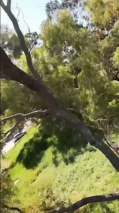 The Dream Police ! #shorts