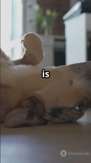Why Do Dogs Kick Their Legs When You Scratch Them? 🐶✨ Scratch Reflex Explained #pets #dogbehavior