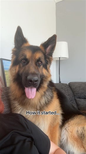 Aggressive Ear Nibbles by German Shepherds