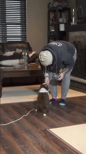 Puppy Training For The First Week Home Starts HERE!