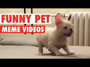 Funny Pet Meme Video Compilation 2016