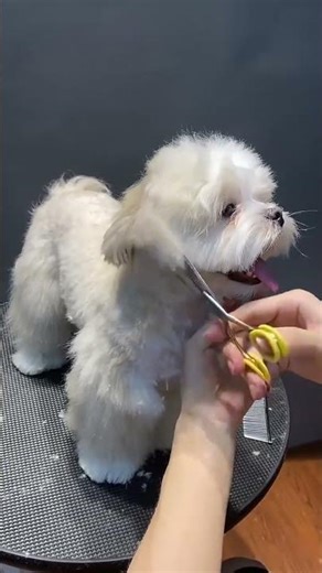 Unleash the Charm of Malby's Pet Store: Full Tutorial Inside