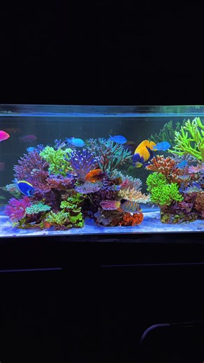 Coral colors #reeftank #reefaquarium #reeftok #coralreef #colorful