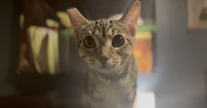 Feline Trapper: Local woman sets traps to prevent overpopulation of feral cats