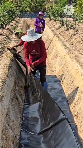 Enjoying integrated farming. #farming #gardening