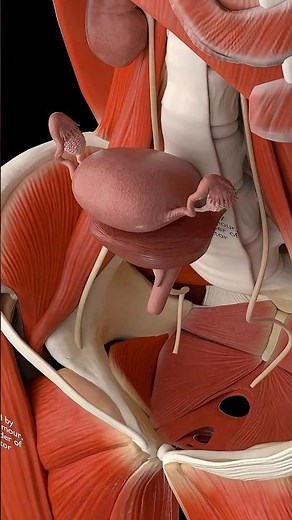 Female Pelvis in 3D Uterus, Ovaries & Bladder ♀️🔥