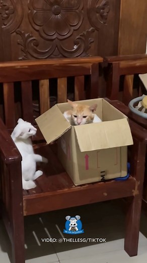 THAT’S THE CATTITUDE! 😼 WATCH: A fur parent from Dasol, Pangasinan, shared a hilarious video of her new cat, Kiko, appearing to be “rage-baiting” his orange housemate, Kyutu. Uploader D. Salanga told the Inquirer that Kiko, who has only been with their family for three weeks, often tries to get Kyutu’s attention, a cat they’ve had for about five years. “[Kiko usually just wants to play, but since they’re not that close yet, Kyutu sometimes gets irritated],” she shared. Salanga added that while 