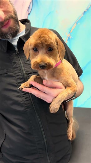 Helping a Shy Goldendoodle Feel New Again |ATL