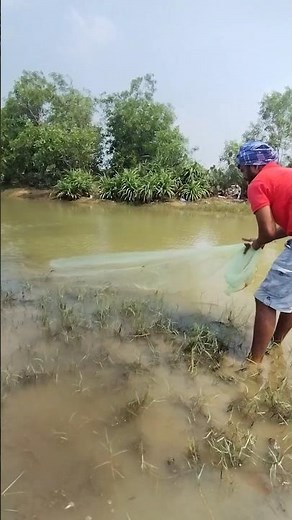 fishing net video chilika 🐟 // #fish #fishing #net #viralshort #short video