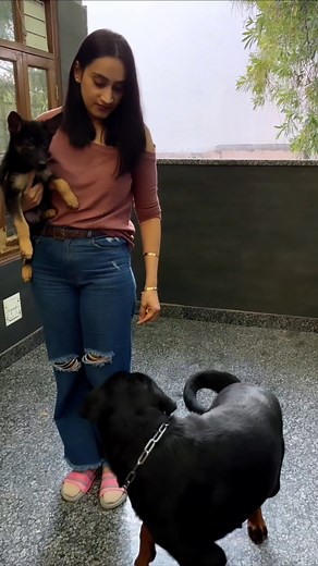 Rottweilers with new German shepherds. . . . . #rottweiler #dogsofinstagram #dog #rottweilers #rottie #rottweilersofinstagram #dogs #rottweilerpuppy #puppy #instagram #rottweilerlove #of #rottiesofinstagram #pitbull #doberman #rottweilerworld #rottielove #puppiesofinstagram #dogoftheday #puppylove #rottweilerfans #dogstagram #puppies #canecorso #love #rottweilerlife #namitaology #doglovers #doglover #germanshepherd | Namitaology