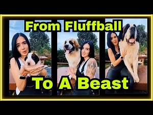 From Puppy to Giant: The Sweetest Saint Bernard Moments.