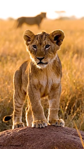 Lion Cub’s Tiny Roar 🦁😂 | The Cutest Roar Ever #Lion #Shorts
