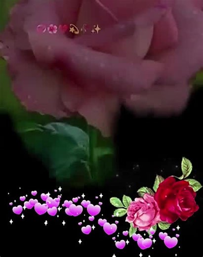 Stunning Roses: A Visual Journey of Red and Pink Blossoms