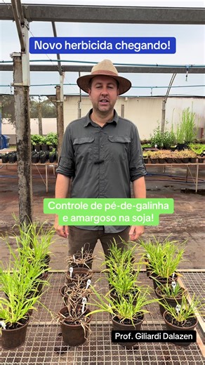 Novo herbicida para controle de pé-de-galinha e amargoso