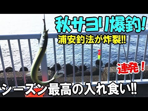 秋サヨリがシーズン最高の入れ食い大爆釣！唯一無二の釣り方浦安釣法と仕掛けこれ一択！←プロのシェフのサヨリ料理が凄かった