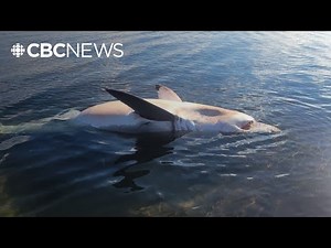 Dead great white shark found on P.E.I. beach: What happened?