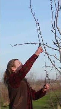 Zo snoei je een fruitboom!