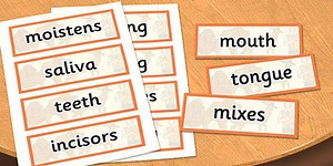 Year 4 Animals Including Humans Scientific Vocabulary Cards