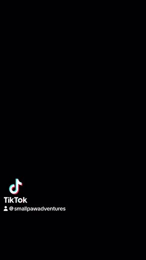 Some of the half term fun 🥰#woking #surrey #dogsofinstagram #doggydaycare #homeboardingfordogs #doggydaycareuk #surreylife #doggydaycarelife #dogphotooftheday #cockerpoosofinstagram #irishterrierlovers #irishterriersofinstagram #irishterrier #cavalierkingcharles #cavalierkingcharlesspanielsofinstagram #jackrussellworld #jackrussellterrier #jackrussellofinstagram #sprocker #sprockersofinstagram #workingcocker #workingcockerspanielsofinstagram #cavapoos #cavapoos_of_instagram #dogphoto #dogphotog