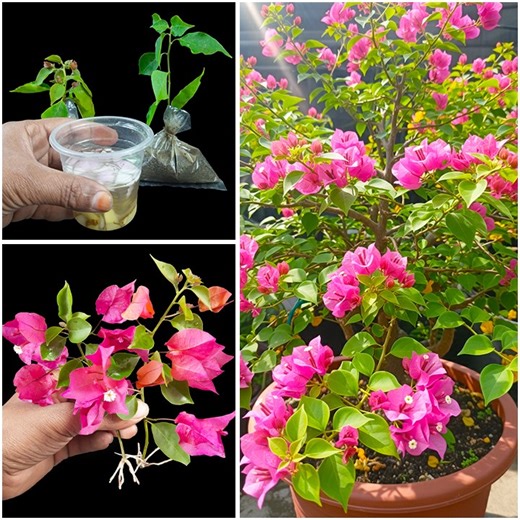 Watch how to grow bougainvillea plant from stems | Step-by-step technique explained | Rana Craft