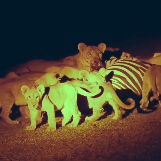 884K views · 6.6K reactions | Two Lion Hunting Zebra. | Bong Panchali | Facebook