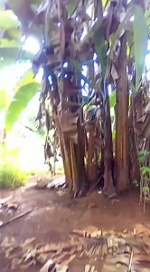 5.1K views · 56 reactions | Marudi Gold Mining Mountains - Region 9...