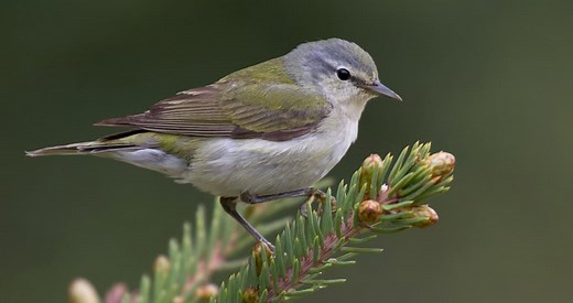 Tennessee Warbler Identification, All About Birds, Cornell Lab of Ornithology