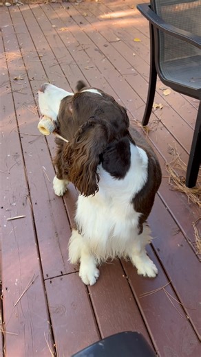 He so handsome 🥰🐶 | Divine’s Spaniels