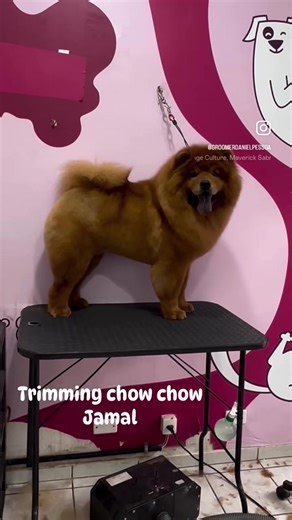 Trimming Your Chow Chow: Expert Tips and Techniques