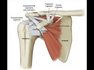 Coracoacromial ligament release CPT code - simplify medical coding