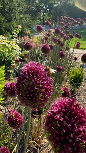 The bees are absolutely abuzz for this flower! @americanmeadows sent me dozens of these gorgeous drumstick allium bulbs last fall—along with giant allium—and right now they’re just showing off. They grow 2-3’ tall on delicate stems and bloom for a couple of weeks. Once my boxwood hedge grows in, these alliums will peak over the top and accentuate the hydrangeas, climbing roses, catmint, coneflower, and Veronica I planted in the background. #allium #cottagegarden #pollinatorgarden #englishgarden 
