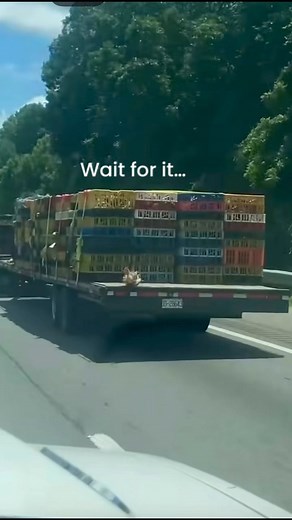 Who remembers “HEY HEY” from #moana?!?! He’s still enjoying life!! #movie #movies #disney #funny #funnyvideos #funnymoments #funnyreels #trend #trending #viral | Palmetto Castaway