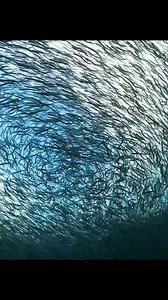 344K views · 9.5K reactions | #animals #predator #hunting #wildlife #wilddog #cubs #fyp #tiktok #animalsworldsbd #reelsviralシ #fypviral #foryoupage #viralreel #fypage #amazinganimalsworld #animalswildlife #animalslifestyle #facebookreel #reels #doyouknow #animals #animal #animalworld | Do you Know? | Facebook