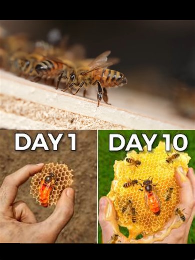Raising 10,000 Bees🐝 (in my home🏠)Part 3 #ecosystem #nature #bees #drplants3 #fyp