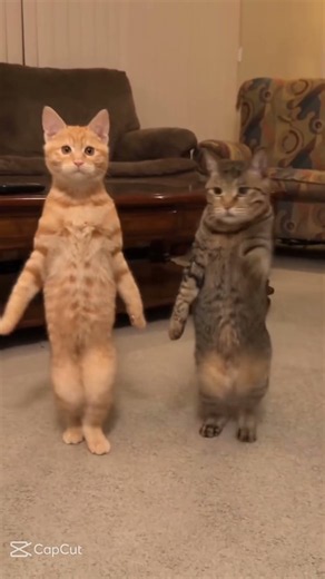😂 Funny Dancing Cats 😹🐱 | Cute Cat Dance Gone Crazy! #shorts